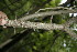  ( - BioBot00179)  @11 [ ] Copyright (2010) Unspecified Unspecified