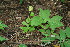  ( - BioBot00183)  @11 [ ] CreativeCommons - Attribution Non-Commercial Share-Alike (2010) Daniel H. Janzen Guanacaste Dry Forest Conservation Fund