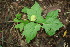  ( - BioBot00183)  @11 [ ] Copyright (2010) Unspecified Unspecified