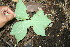 ( - BioBot00183)  @11 [ ] CreativeCommons - Attribution Non-Commercial Share-Alike (2010) Daniel H. Janzen Guanacaste Dry Forest Conservation Fund