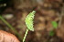  ( - BioBot00184)  @11 [ ] Copyright (2010) Unspecified Unspecified