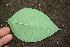  (Bunchosia ocellata - BioBot00191)  @11 [ ] Copyright (2010) Unspecified Unspecified