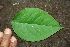  ( - BioBot00191)  @11 [ ] Copyright (2010) Unspecified Unspecified