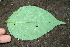  ( - BioBot00193)  @11 [ ] Copyright (2010) Unspecified Unspecified