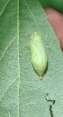  ( - BioBot00194)  @11 [ ] Copyright (2010) Unspecified Unspecified
