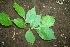  ( - BioBot00194)  @11 [ ] Copyright (2010) Unspecified Unspecified