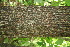  ( - BioBot00194)  @11 [ ] Copyright (2010) Unspecified Unspecified
