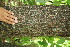  ( - BioBot00194)  @11 [ ] Copyright (2010) Unspecified Unspecified