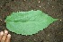  ( - BioBot00195)  @11 [ ] Copyright (2010) Unspecified Unspecified