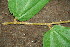  ( - BioBot00195)  @11 [ ] Copyright (2010) Unspecified Unspecified