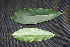 ( - BioBot00205)  @11 [ ] Copyright (2010) Unspecified Unspecified