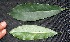  ( - BioBot00205)  @11 [ ] Copyright (2010) Unspecified Unspecified