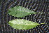  ( - BioBot00206)  @11 [ ] CreativeCommons - Attribution Non-Commercial Share-Alike (2010) Daniel H. Janzen Guanacaste Dry Forest Conservation Fund