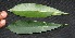  ( - BioBot00209)  @11 [ ] Copyright (2010) Unspecified Unspecified