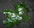  ( - BioBot00226)  @11 [ ] Copyright (2010) Unspecified Unspecified