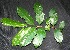  ( - BioBot00227)  @11 [ ] Copyright (2010) Unspecified Unspecified