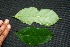  ( - BioBot00227)  @11 [ ] Copyright (2010) Unspecified Unspecified