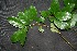  ( - BioBot00228)  @11 [ ] CreativeCommons - Attribution Non-Commercial Share-Alike (2010) Daniel H. Janzen Guanacaste Dry Forest Conservation Fund