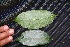  ( - BioBot00228)  @11 [ ] Copyright (2010) Unspecified Unspecified