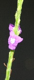  ( - BioBot00229)  @11 [ ] Copyright (2010) Unspecified Unspecified