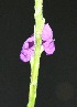  ( - BioBot00229)  @11 [ ] Copyright (2010) Unspecified Unspecified