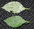 ( - BioBot00229)  @11 [ ] Copyright (2010) Unspecified Unspecified
