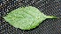  ( - BioBot00229)  @11 [ ] Copyright (2010) Unspecified Unspecified