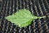  ( - BioBot00230)  @11 [ ] Copyright (2010) Unspecified Unspecified