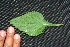  ( - BioBot00230)  @11 [ ] Copyright (2010) Unspecified Unspecified