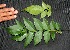  ( - BioBot00234)  @11 [ ] Copyright (2010) Unspecified Unspecified