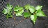  ( - BioBot00235)  @11 [ ] Copyright (2010) Unspecified Unspecified