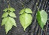  ( - BioBot00235)  @11 [ ] Copyright (2010) Unspecified Unspecified