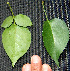  ( - BioBot00235)  @11 [ ] Copyright (2010) Unspecified Unspecified