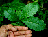  ( - BioBot00251)  @11 [ ] CreativeCommons - Attribution Non-Commercial Share-Alike (2010) Daniel H. Janzen Guanacaste Dry Forest Conservation Fund