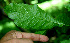  (Trixis inula - BioBot00251)  @11 [ ] CreativeCommons - Attribution Non-Commercial Share-Alike (2010) Daniel H. Janzen Guanacaste Dry Forest Conservation Fund