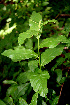  ( - BioBot00252)  @11 [ ] CreativeCommons - Attribution Non-Commercial Share-Alike (2010) Daniel H. Janzen Guanacaste Dry Forest Conservation Fund