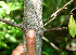  ( - BioBot00254)  @11 [ ] CreativeCommons - Attribution Non-Commercial Share-Alike (2010) Daniel H. Janzen Guanacaste Dry Forest Conservation Fund