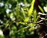  ( - BioBot00254)  @11 [ ] CreativeCommons - Attribution Non-Commercial Share-Alike (2010) Daniel H. Janzen Guanacaste Dry Forest Conservation Fund