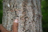  ( - BioBot00257)  @11 [ ] CreativeCommons - Attribution Non-Commercial Share-Alike (2010) Daniel H. Janzen Guanacaste Dry Forest Conservation Fund