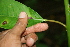  ( - BioBot00257)  @11 [ ] CreativeCommons - Attribution Non-Commercial Share-Alike (2010) Daniel H. Janzen Guanacaste Dry Forest Conservation Fund