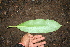  ( - BioBot00257)  @11 [ ] CreativeCommons - Attribution Non-Commercial Share-Alike (2010) Daniel H. Janzen Guanacaste Dry Forest Conservation Fund