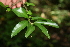  ( - BioBot00262)  @11 [ ] CreativeCommons - Attribution Non-Commercial Share-Alike (2010) Daniel H. Janzen Guanacaste Dry Forest Conservation Fund