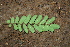  ( - BioBot00263)  @11 [ ] CreativeCommons - Attribution Non-Commercial Share-Alike (2010) Daniel H. Janzen Guanacaste Dry Forest Conservation Fund