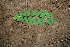  ( - BioBot00263)  @11 [ ] CreativeCommons - Attribution Non-Commercial Share-Alike (2010) Daniel H. Janzen Guanacaste Dry Forest Conservation Fund