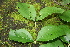  ( - BioBot00266)  @11 [ ] CreativeCommons - Attribution Non-Commercial Share-Alike (2010) Daniel H. Janzen Guanacaste Dry Forest Conservation Fund