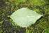  ( - BioBot00266)  @11 [ ] CreativeCommons - Attribution Non-Commercial Share-Alike (2010) Daniel H. Janzen Guanacaste Dry Forest Conservation Fund