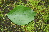  ( - BioBot00266)  @11 [ ] CreativeCommons - Attribution Non-Commercial Share-Alike (2010) Daniel H. Janzen Guanacaste Dry Forest Conservation Fund