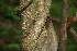  ( - BioBot00267)  @11 [ ] CreativeCommons - Attribution Non-Commercial Share-Alike (2010) Daniel H. Janzen Guanacaste Dry Forest Conservation Fund