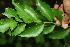  ( - BioBot00269)  @11 [ ] CreativeCommons - Attribution Non-Commercial Share-Alike (2010) Daniel H. Janzen Guanacaste Dry Forest Conservation Fund