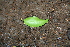  ( - BioBot00269)  @11 [ ] CreativeCommons - Attribution Non-Commercial Share-Alike (2010) Daniel H. Janzen Guanacaste Dry Forest Conservation Fund